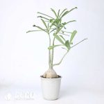 Adenium swazicum - Image 2
