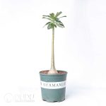 Adenium socotranum - Image 2
