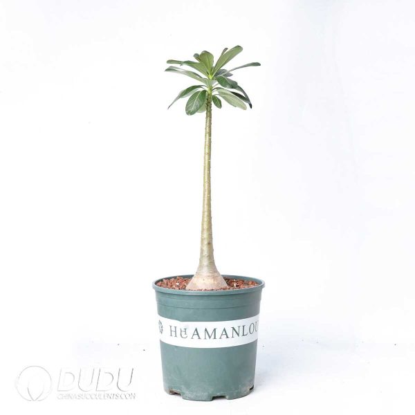 Adenium socotranum - Image 2