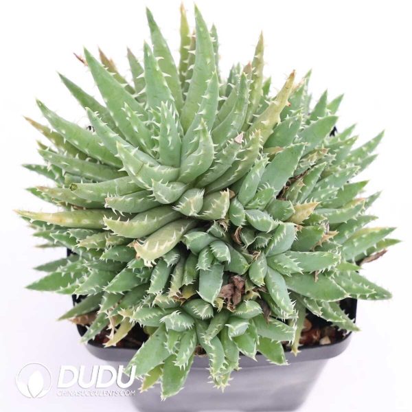 Aloe brevifolia - Image 2