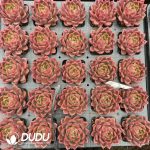 Echeveria Cinnabar - Image 2