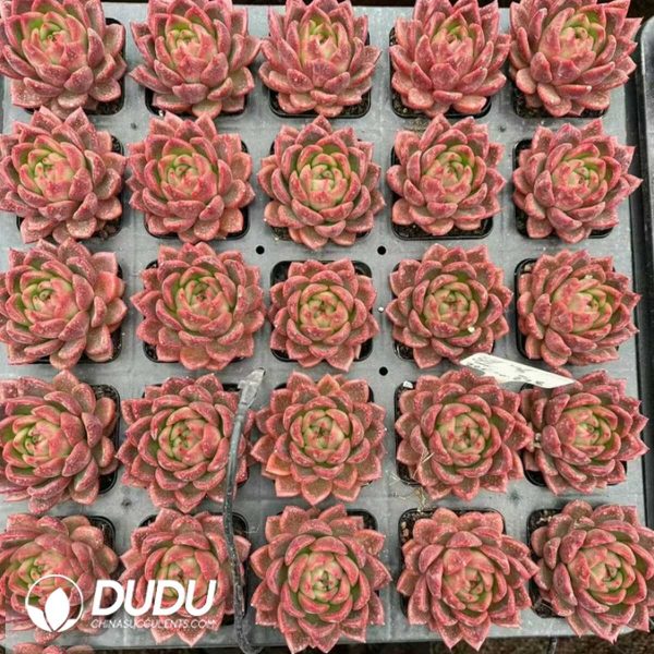 Echeveria Cinnabar - Image 2