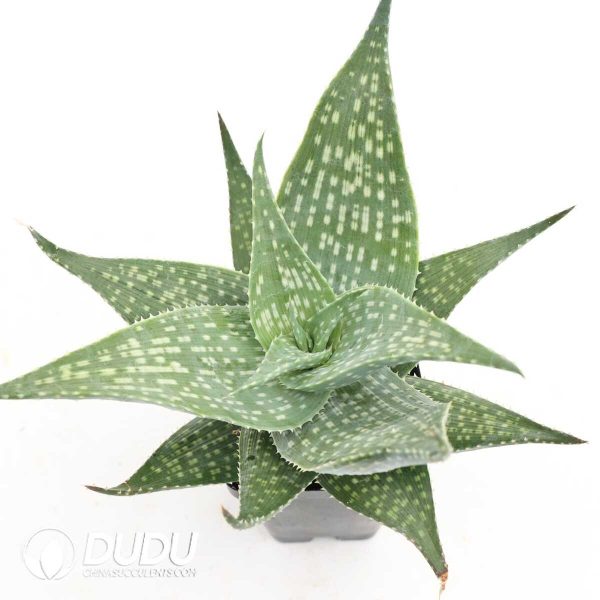 Aloe deltoideodonta - Image 2