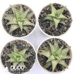 Aloe descoingsii - Image 2