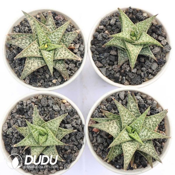 Aloe descoingsii - Image 2