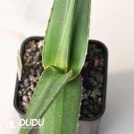 Aloe fleurentiniorum - Image 2