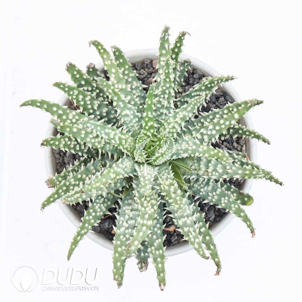 Aloe humilis
x
pratensis - Image 2
