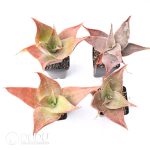 Aloe imalotensis
(selected form) - Image 2