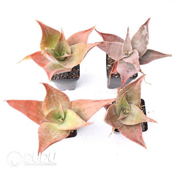 Aloe imalotensis
(selected form) - Image 2