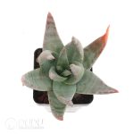 Aloe krapohliana - Image 2