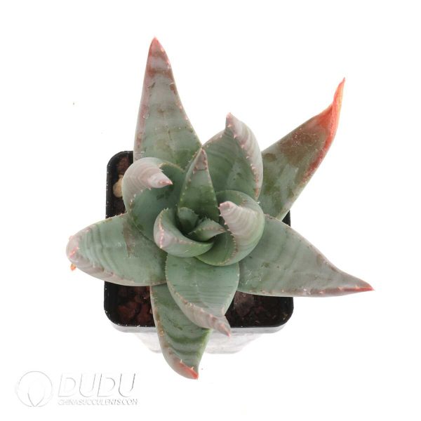 Aloe krapohliana - Image 2