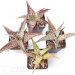 Aloe somaliensis - Image 2