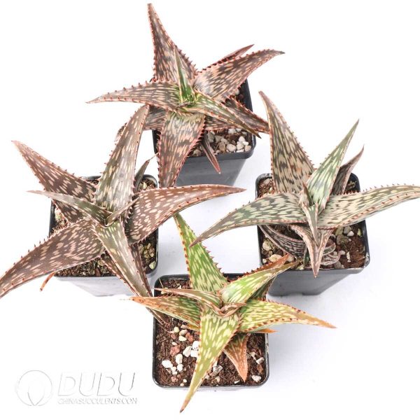 Aloe somaliensis - Image 2