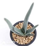 Aloe suzannae - Image 2