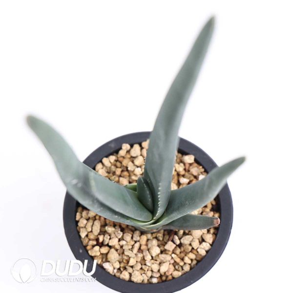 Aloe suzannae - Image 2