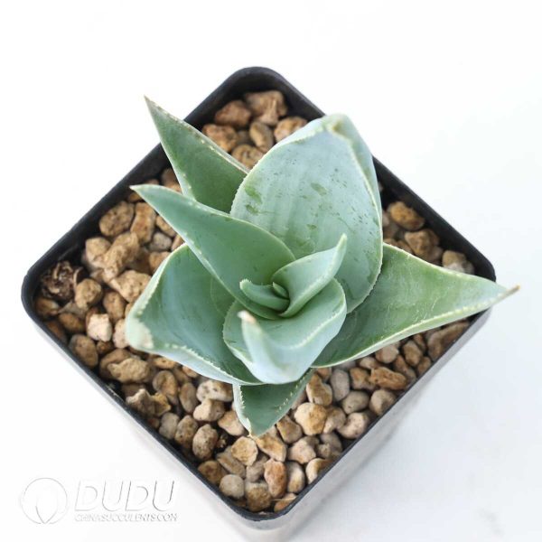 Aloe viguieri - Image 2