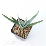 Aloe argyostachys - Image 2