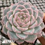 Echeveria Rukawa Kaede - Image 2