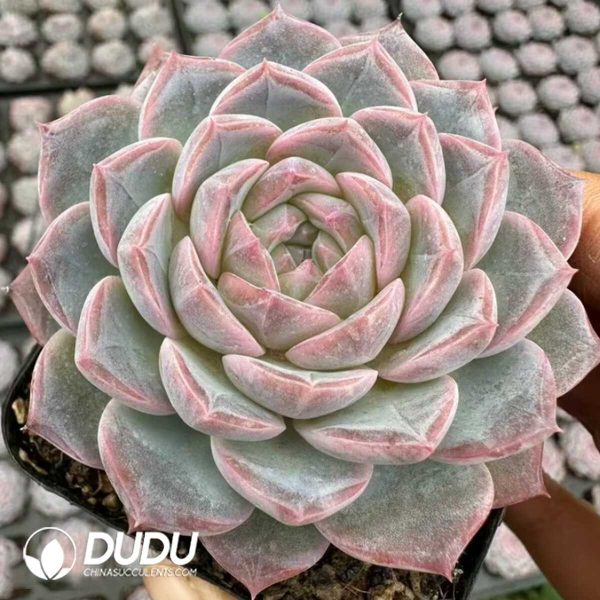 Echeveria Rukawa Kaede - Image 2