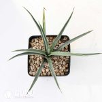 Yucca brevifolia var. jaegeriana ‘blue’ - Image 2