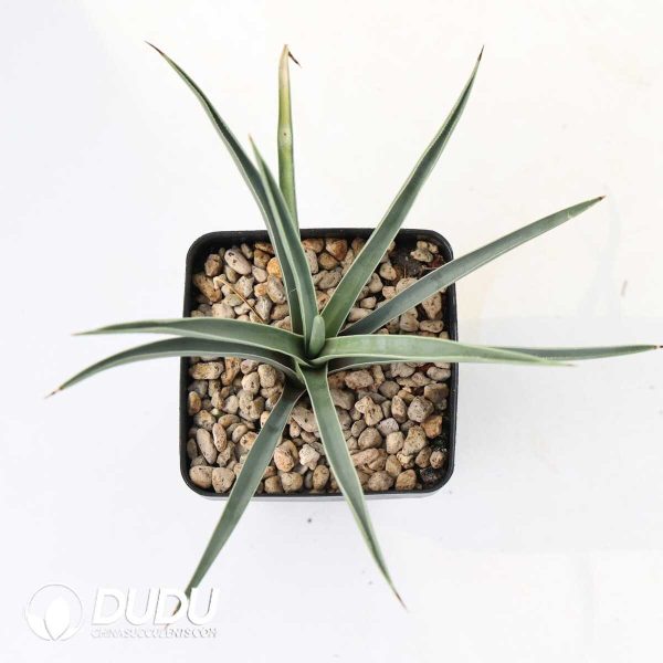 Yucca brevifolia var. jaegeriana ‘blue’ - Image 2