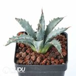 Agave utahensis - Image 2