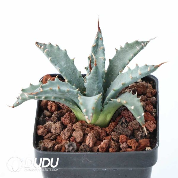 Agave utahensis - Image 2