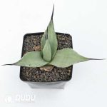 Agave parryi - Image 2