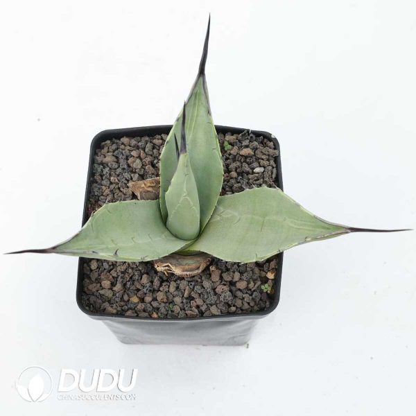 Agave parryi - Image 2