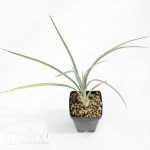 Yucca elata - Image 2