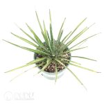 Yucca filifera - Image 2