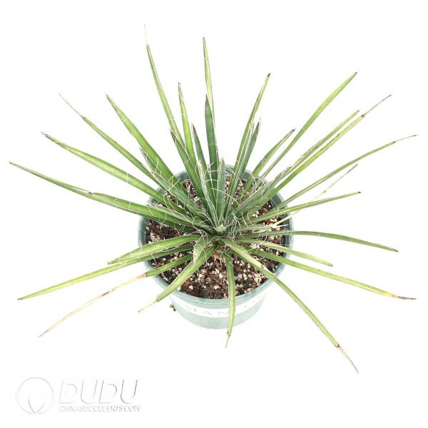 Yucca filifera - Image 2