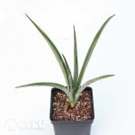 Yucca baccata ssp. Baccata - Image 2