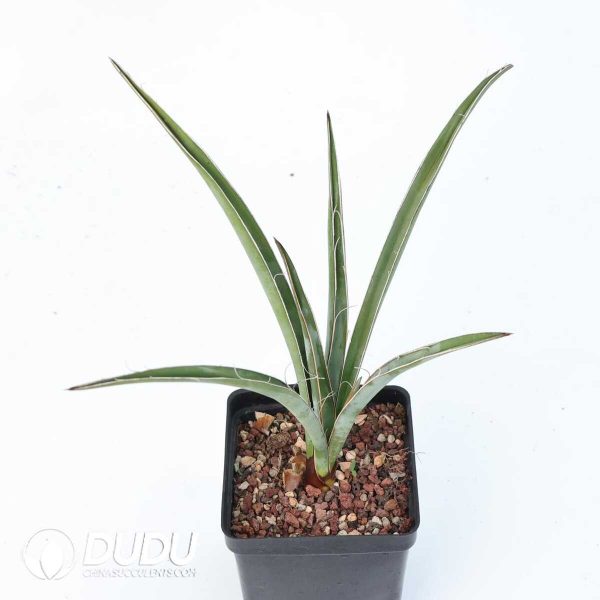 Yucca baccata ssp. Baccata - Image 2