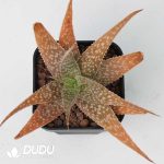 Aloe rauhii - Image 2