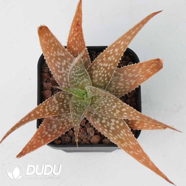 Aloe rauhii - Image 2