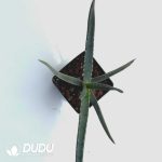 Aloe isaloensis - Image 2