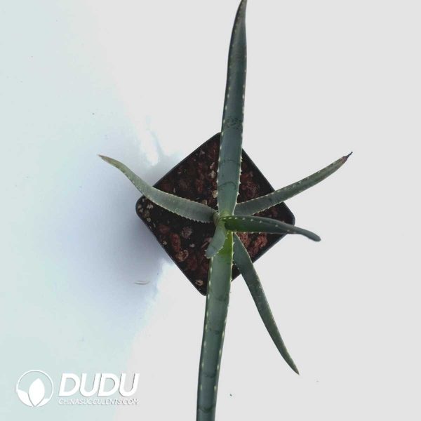 Aloe isaloensis - Image 2