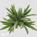 Primulina ophiopogoides - Image 2