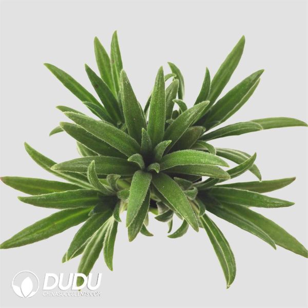 Primulina ophiopogoides - Image 2