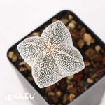 Astrophytum myriostigma 'Onzuka' - Image 2