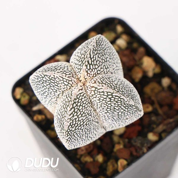 Astrophytum myriostigma 'Onzuka' - Image 2