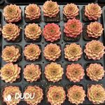 Echeveria Vigorous Orange - Image 2