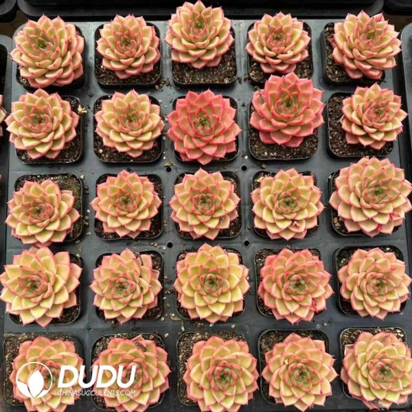 Echeveria Vigorous Orange - Image 2