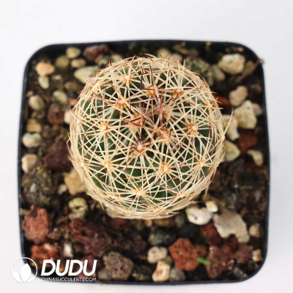 Coryphantha cornifera - Image 2