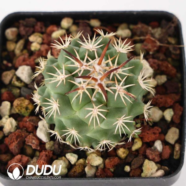 Coryphantha tripugionacantha - Image 2