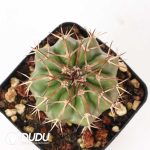 Discocactus sp. - Image 2