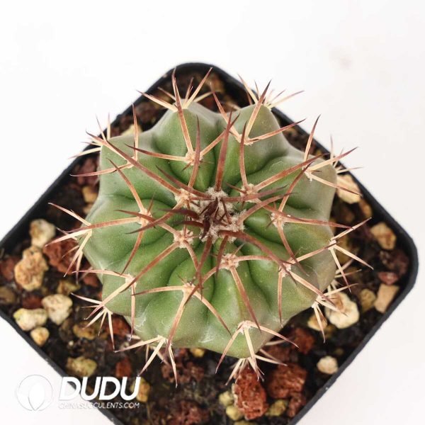 Discocactus sp. - Image 2