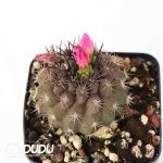 Eriosyce subgibbosa - Image 2