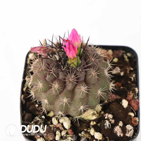 Eriosyce subgibbosa - Image 2